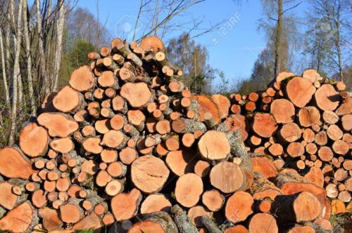 59841262-alder-firewood-log-stack-in-early-spring-Stock-Photo