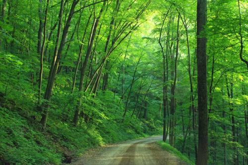 woods-landscape-road-loyalsock-state-forest-163703